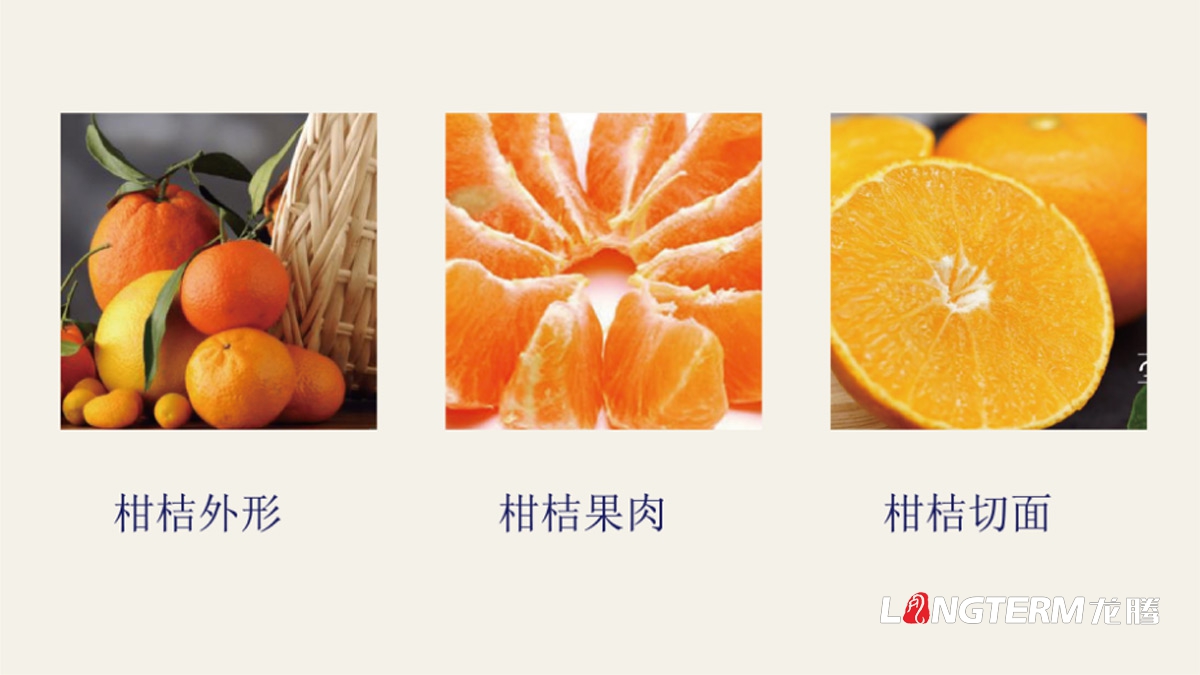 青神椪柑視覺品牌設計_眉山水果LOGO標志及形象包裝設計方案